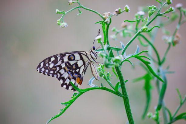 凤蝶或普通的青柠蝴蝶休息在花卉植物在它的自然栖息地在一个漂亮的柔软的绿色背景上凤蝶或普通的青柠蝴蝶拍翅膀在花朵上，宏观图片图片下载