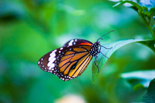 黄花上的美丽蝴蝶。这张照片里有一只美丽的蝴蝶，长着翅膀坐在黄花上。漂亮可爱的最新自然花卉照片。图片下载