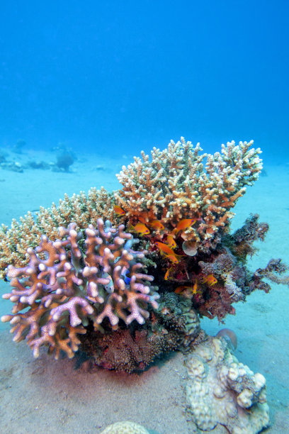 热带海洋沙底上色彩鲜艳的珊瑚礁和鱼类图片下载