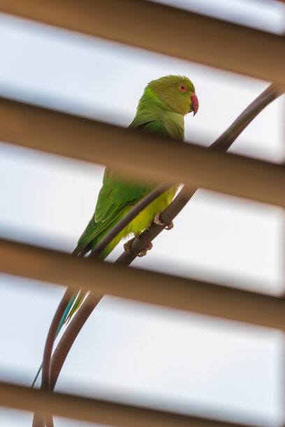 野生绿鹦鹉栖息在管道上，看向房间图片下载