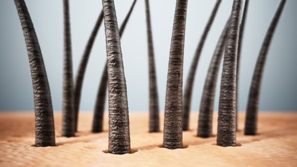 显微镜下的几缕头发图片下载