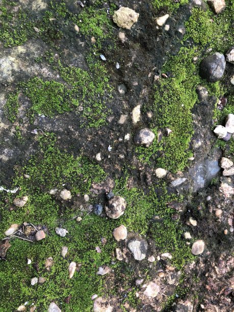 苔藓植物图片下载