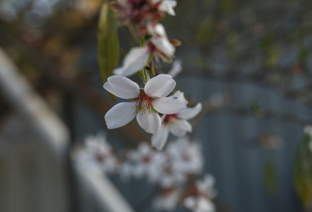 白杏树花图片下载