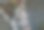 白杏树花图片下载