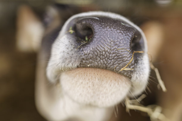 牛鼻子的特写图片下载