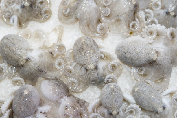 冰上的墨鱼图片下载