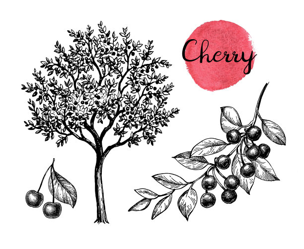 樱桃墨素描套装图片下载