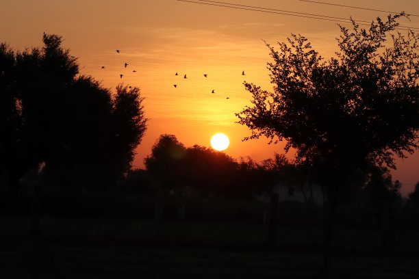 日出的照片，明亮的半日进入天空的拖把和野生剪影树和剪影的鸟群在天空飞翔在清晨图片下载