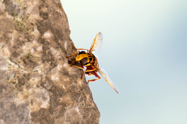 小黄蜂的宏观照片图片下载