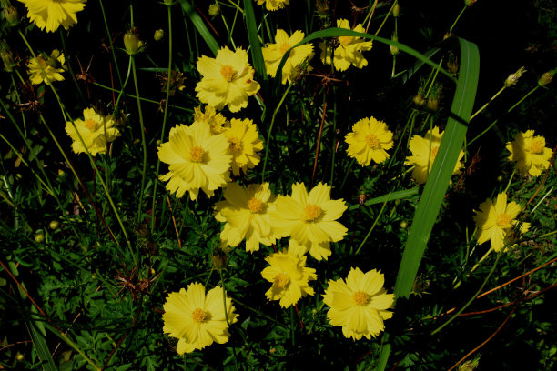 黄色宇宙花，泰国普雷市图片下载