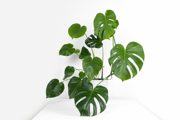 美丽的美味怪兽或瑞士奶酪植物放在一个现代的花盆里，白色的桌子上，浅色的背景。图片下载