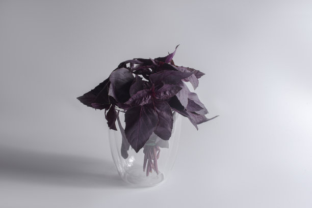 杯中灰色背景上的紫苏图片下载