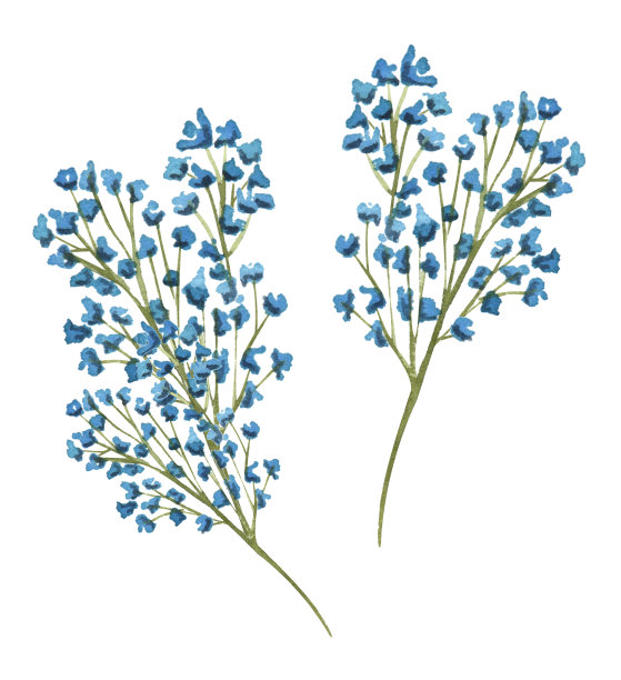 水彩放荡不羁的花束。手绘的干花小枝图片下载