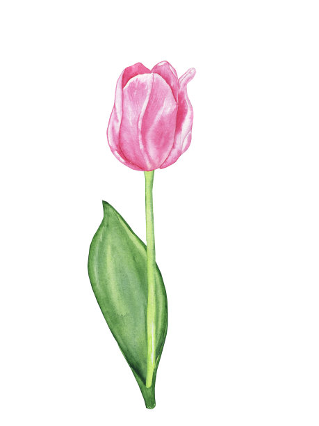 粉红色郁金香，绿色的叶子和分枝孤立在白色背景上。水彩手绘插图。完美的邀请卡，印刷，花朵设计，盛开的封面。图片下载
