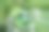 绿色背景上的绿色心。图片下载