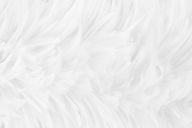 美丽的白色灰色羽毛纹理背景。图片下载