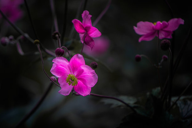 日本银莲花花瓣的特写照片图片下载