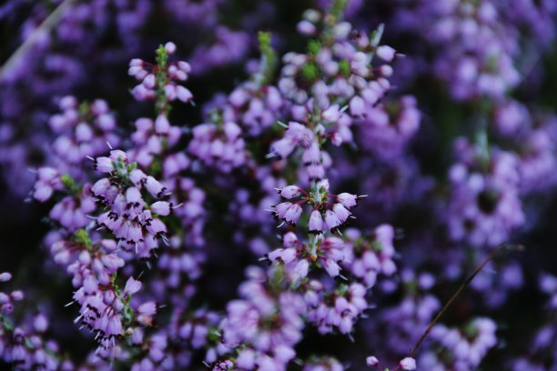 普通愈伤组织或凌作为花的背景。粉红色的石南花在草地上盛开。选择软焦点。图片下载