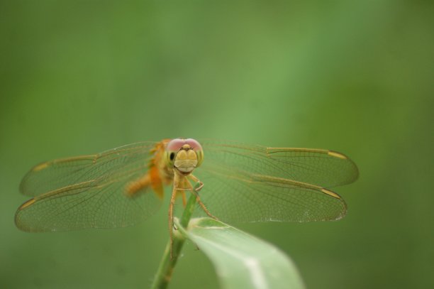 一只蜻蜓栖息在一片树叶上图片下载