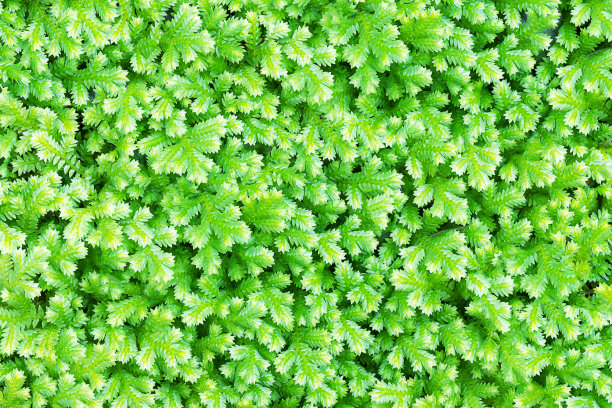 新鲜的绿色小热带森林蕨类背景图片下载