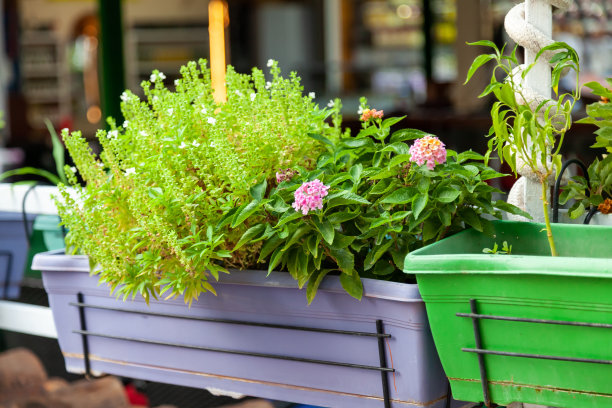 在城市花园中种植植物、草药、香料和花卉的苗床。图片下载