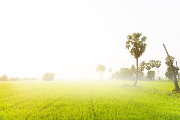 美丽的稻田景观。图片下载