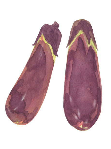 水彩画茄子插图图片下载