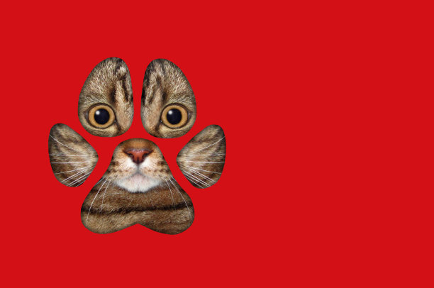 猫从红纸上的洞里看图片下载