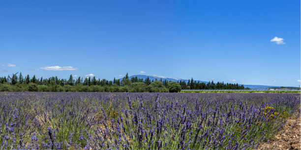 位于法国南部普罗旺斯地区，前景中有盛开的薰衣草田的万图山图片下载