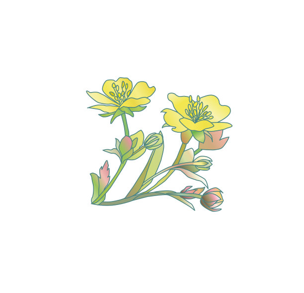 野花毛茛花线画图片下载