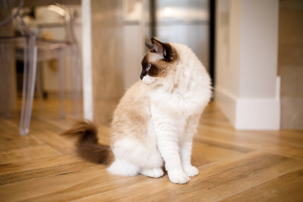 美丽的布娃娃猫在地上看着旁边图片下载