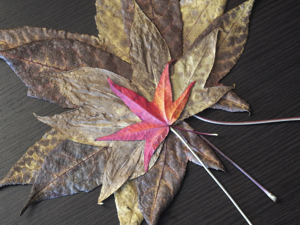 秋天的落叶图片下载