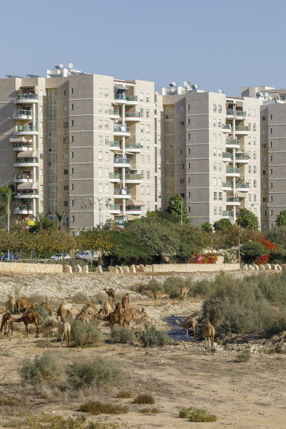 高楼附近的骆驼群图片下载