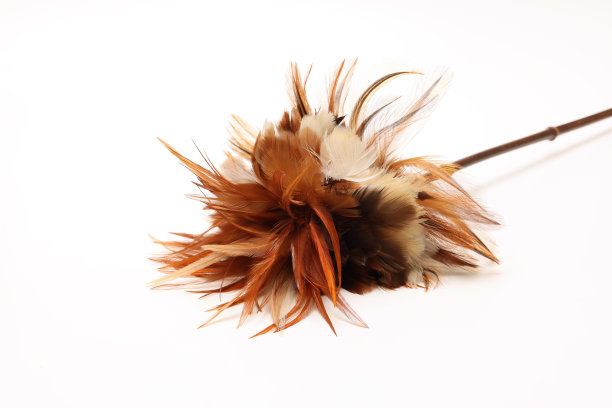 隔离在白色背景上的鸡毛掸子。图片下载