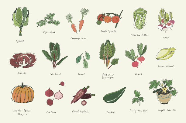 蔬菜矢量插图集图片下载