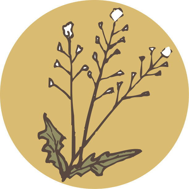 春天的七种药草图片下载