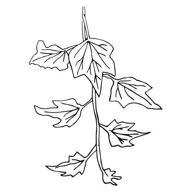 涂鸦风格的常春藤树枝插图图片下载