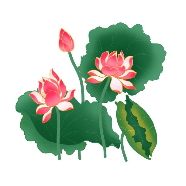 夏日荷花盛开素材图片