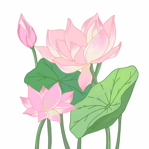 古风水墨荷花和荷叶组合2图片下载