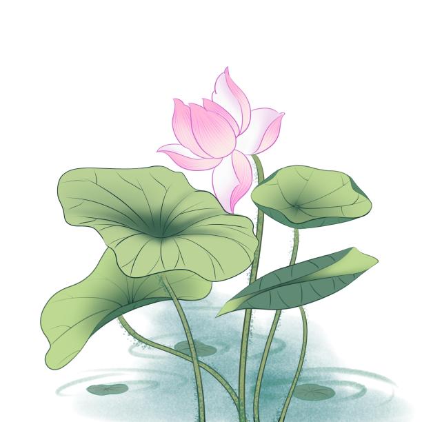 荷花素材图片