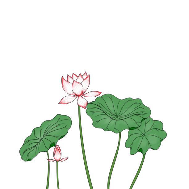 荷花夏天荷叶元素素材图片