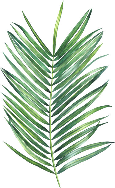 凤凰棕榈图片下载