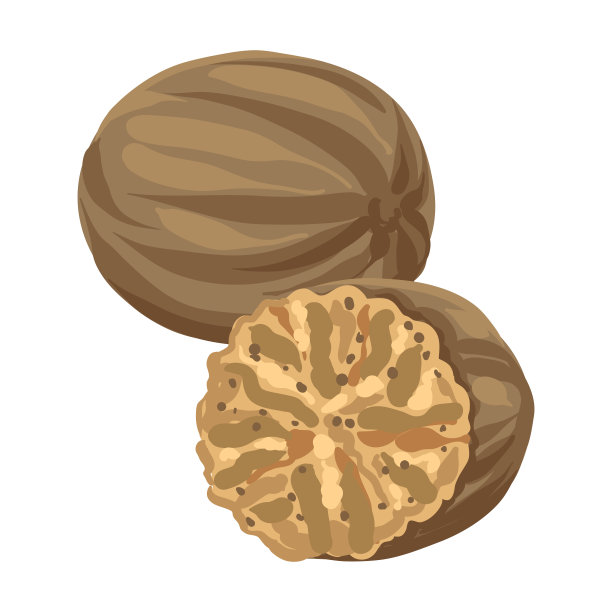 肉豆蔻的风格化插图。用于设计或装饰的图像。图片下载