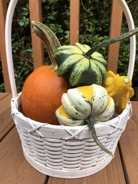 有南瓜和葫芦的白色柳条篮子图片下载