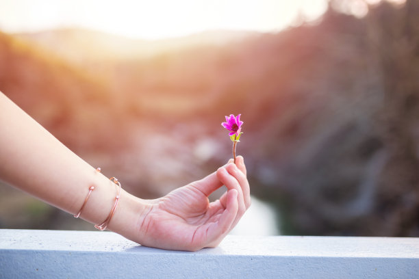 小单郁金香银莲花在女人的手和一个独特的观点在背景图片下载