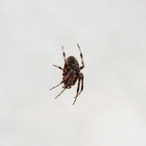 棕色的蜘蛛图片下载