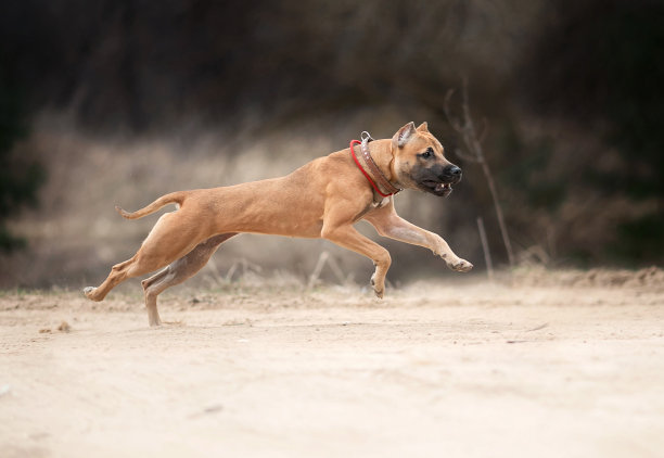 狗在沙滩上奔跑图片下载