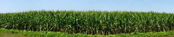 康菲尔德全景图片下载