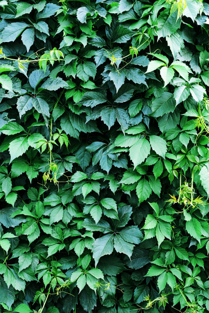 绿叶墙，植物学背景。啤酒花，野葡萄或常春藤叶子作为花卉装饰。图片下载