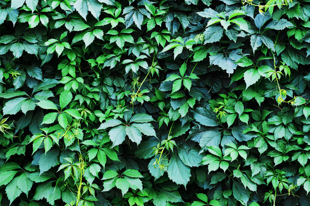 绿叶墙，植物学背景。啤酒花，野葡萄或常春藤叶子作为花卉装饰。图片下载
